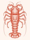 Sea spiny Lobster, hand drawn engraving style sketch. Seafood vector illustration Royalty Free Stock Photo