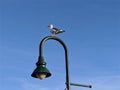 Seagull light post Royalty Free Stock Photo