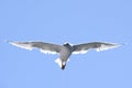 The seagull flying on the sky