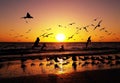 Seagals flying into the sunset at Marco Island, Florida. Royalty Free Stock Photo