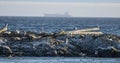 Seagauls of the at Haro Strait Royalty Free Stock Photo