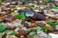 Seaglass Beach - Bermuda Royalty Free Stock Photo