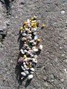 Seaglass periwinkle cowrie shells coral quartz yellow white green East Cork Ireland
