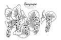 Seagrape fruit hand drawn botanical illustration with line art on white backgrounds