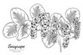 Seagrape fruit hand drawn botanical illustration with line art on white backgrounds