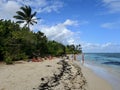 Seagrape, Palm Trees, and Sunbathers on Tropical Beach