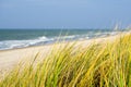 Seagrass along the sandy baltic sea coast, selective focus