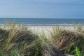 Seagrass, beach and sand dunes