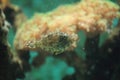 Seagrass filefish Royalty Free Stock Photo