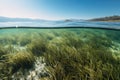 seagrass meadow surrounded by clear blue water