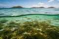 seagrass meadow surrounded by clear blue water
