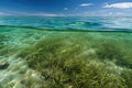 seagrass meadow surrounded by clear blue water