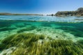 seagrass meadow surrounded by clear blue water