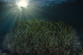 Seagrass posidonia oceanica in the Mediterranean sea