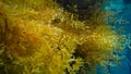 Sargassum seaweed, Raja Ampat, West Papua, Indonesia. Asia Royalty Free Stock Photo