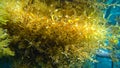 Sargassum seaweed, Raja Ampat, West Papua, Indonesia. Asia Royalty Free Stock Photo