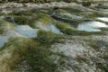 Seagrass on shoreline of the sea at low tide during sunset, Lombok, Indonesia. Lonely beach with white sand and seaweed