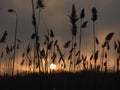 Seagrass in the sunset with the sun in the background