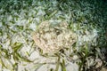 Seagrass and Yellow Stingray in Caribbean Sea