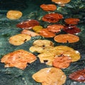 Seagrove leaves on the water