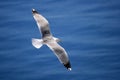 Seagul Royalty Free Stock Photo