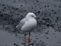 Seagul Royalty Free Stock Photo