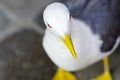 Seagul from Above