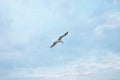 Seagul against a beautiful sky with clouds Royalty Free Stock Photo