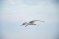 Seagul against a beautiful sky with clouds Royalty Free Stock Photo
