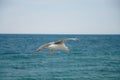 Seagul against a beautiful sky with clouds Royalty Free Stock Photo