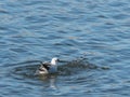 Seagul bathing Royalty Free Stock Photo