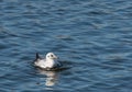 Seagul bathing Royalty Free Stock Photo
