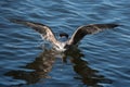 Seagul bathing Royalty Free Stock Photo