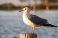 Seagul Royalty Free Stock Photo