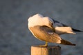 Seagul Royalty Free Stock Photo