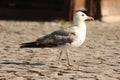 Seagul Royalty Free Stock Photo