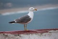 Seagul Royalty Free Stock Photo