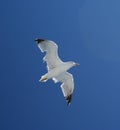 Seagul bird in fly