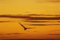 Seagul Bird flying on sunrise silhouette Royalty Free Stock Photo