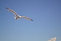 Seagul on blue sky background