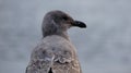 Seagul closeup water background