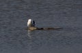 Seagul and fish