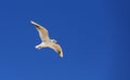 Seagul fly in clear blue sky Royalty Free Stock Photo