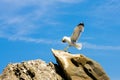 Seagul fly to stone Royalty Free Stock Photo