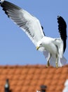 Seagul flying in city Royalty Free Stock Photo