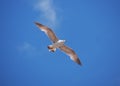 Seagul flying over the sea near the mountains Royalty Free Stock Photo
