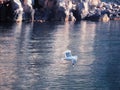 Seagul flying over the sea near the mountains Royalty Free Stock Photo