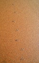 A Seagul foot print on beach sand