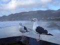 Seagul in the frame