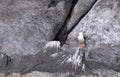 Seagul on rock corona Islan Loreto Mexico